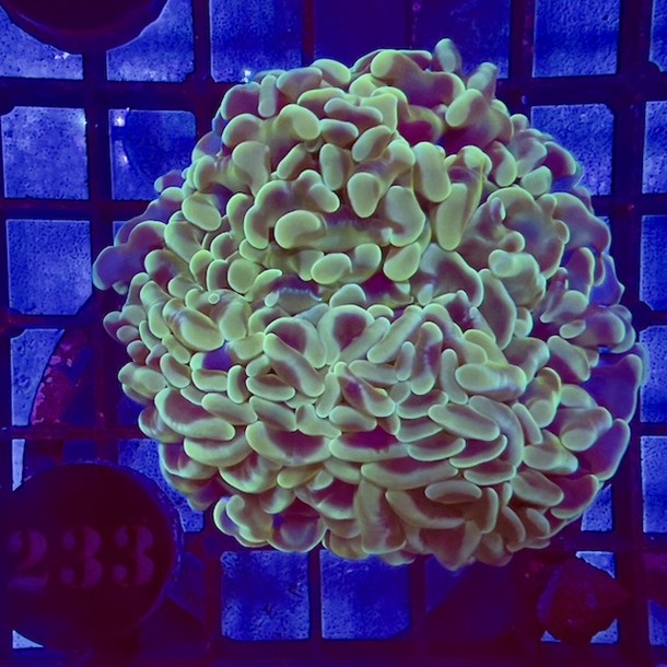 Green Hammer Coral