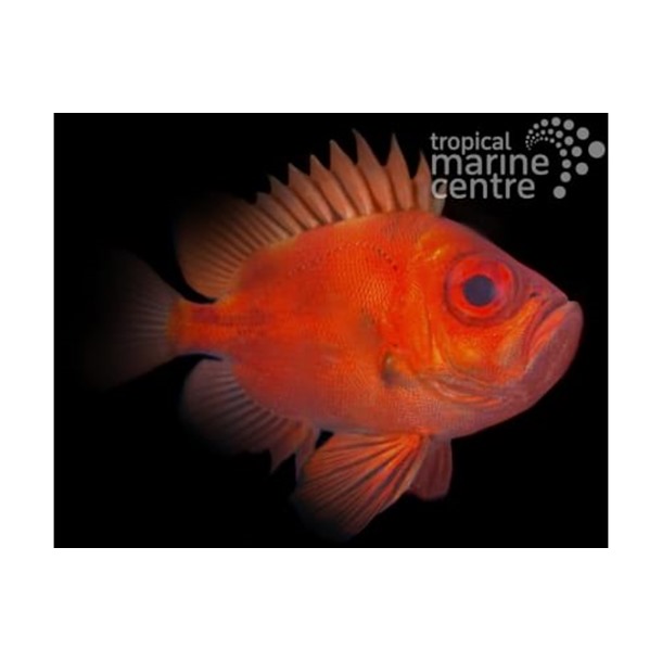 Big Eye Squirrelfish