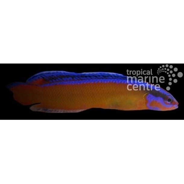 Neon Dottyback