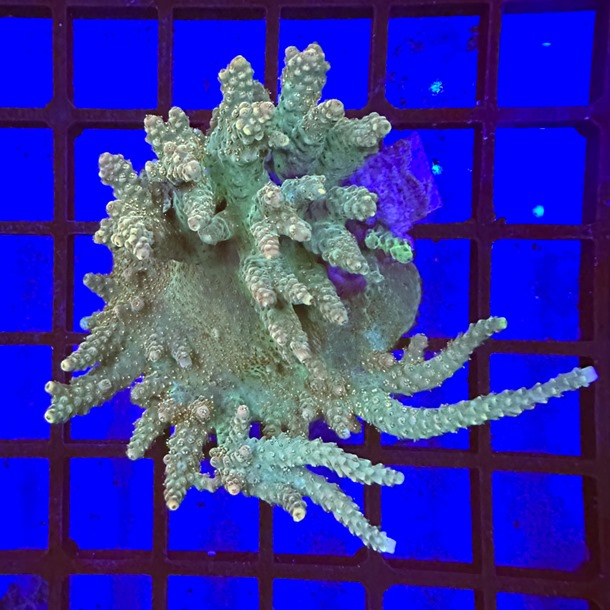 Acropora Colony