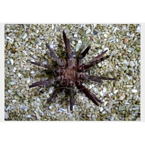 Mine Urchin