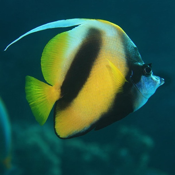 Red Sea Bannerfish