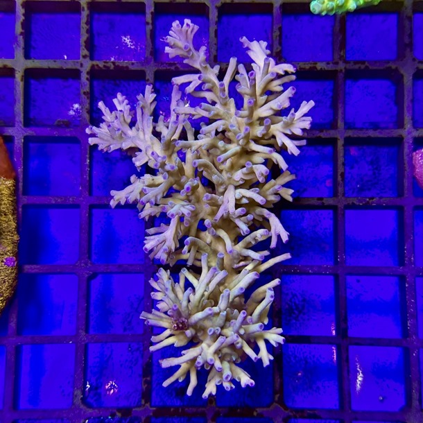 Ice Fire Acropora