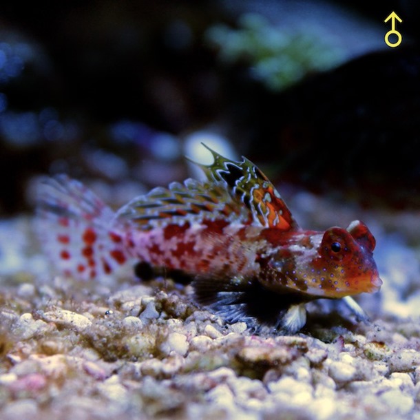 Red Scooter Blenny