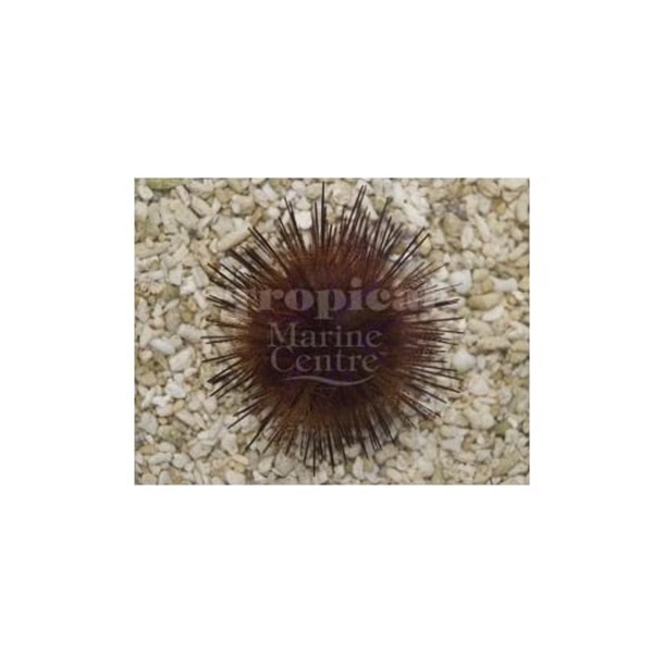 Blue Spot Urchin