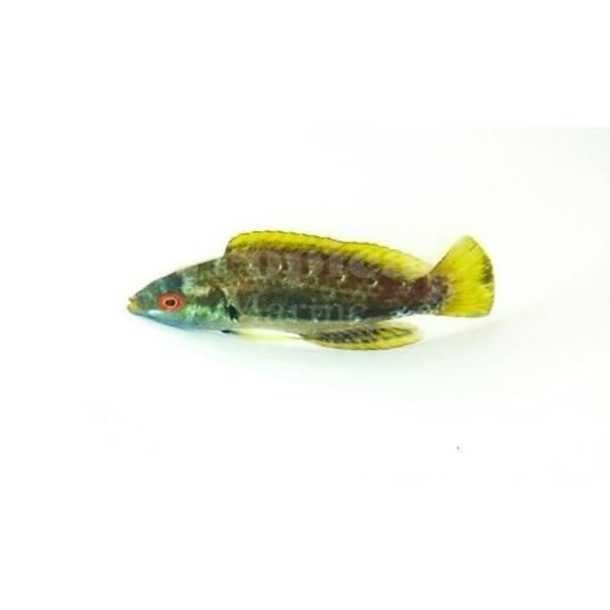 Fine Spotted Fairy Wrasse