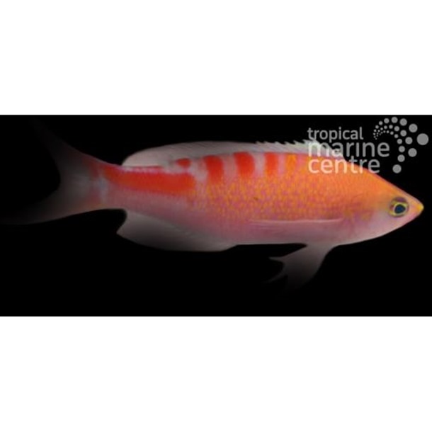 Lori's Anthias