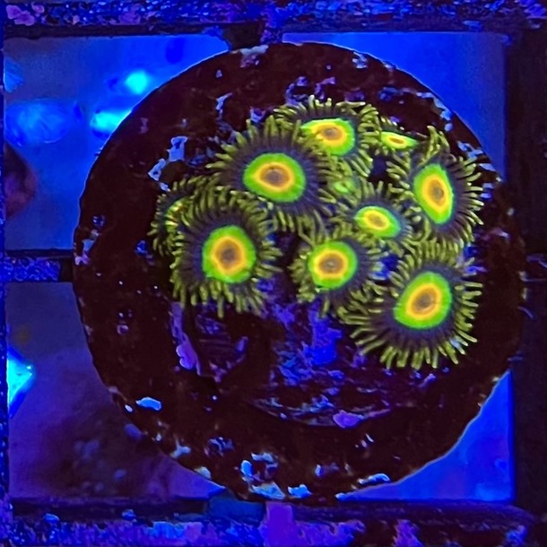 Rasta Zoa Frag