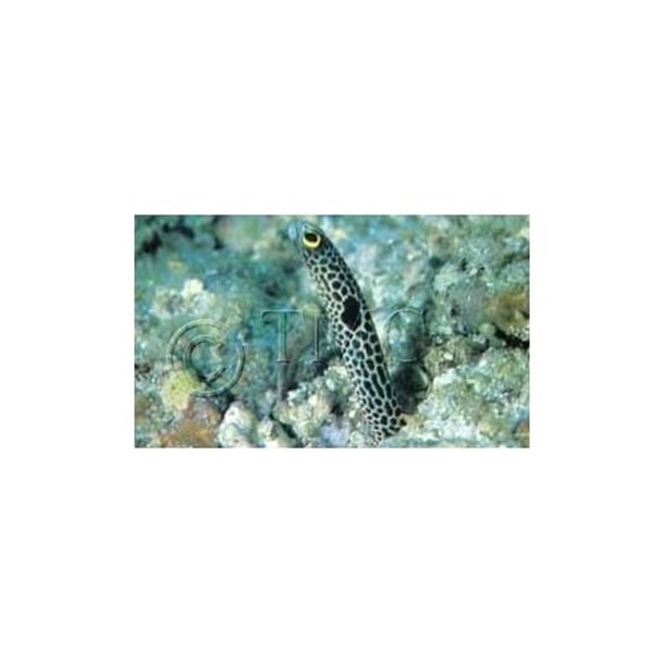 Spotted Garden Eel