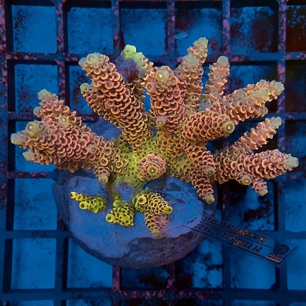 Acropora Colony