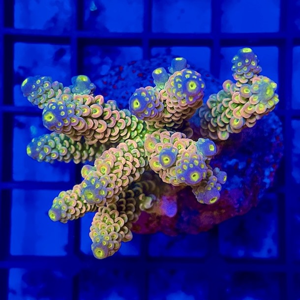 Acropora Colony