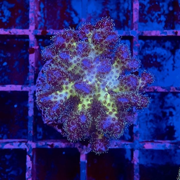 Rainbow Pocillopora Frag