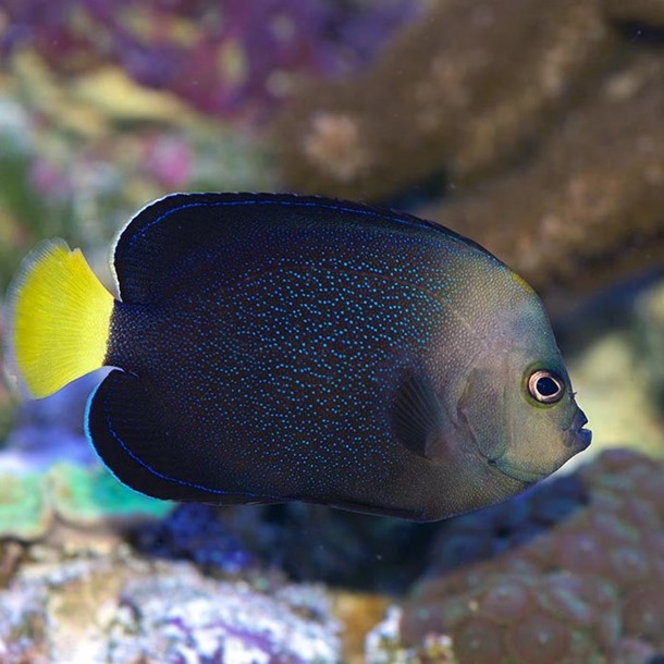 Blue Spot Angel Fish