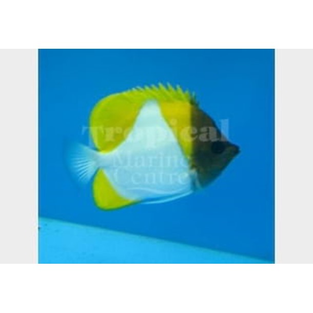 Yellow Pyramid Butterflyfish