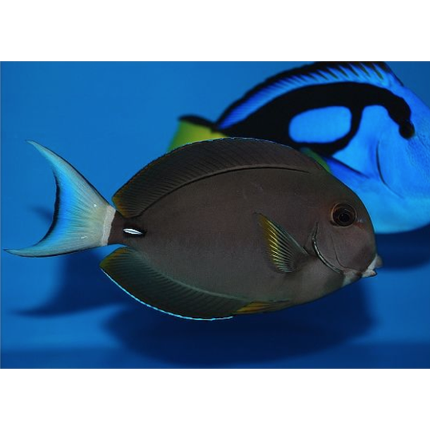 White Face Tang