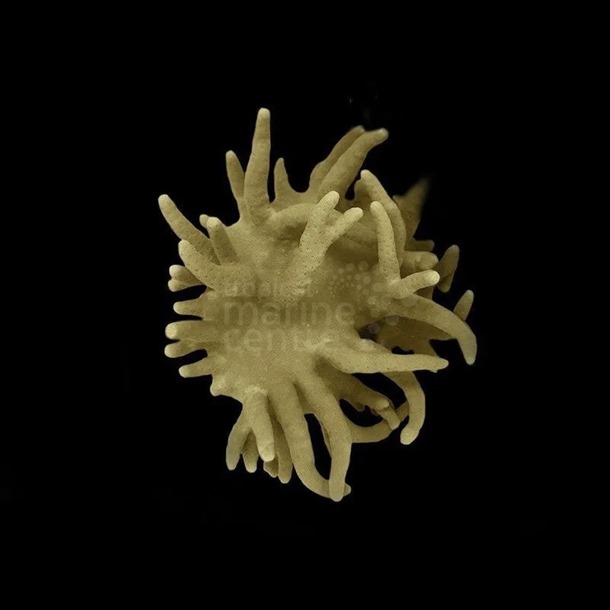 Finger Leather Coral