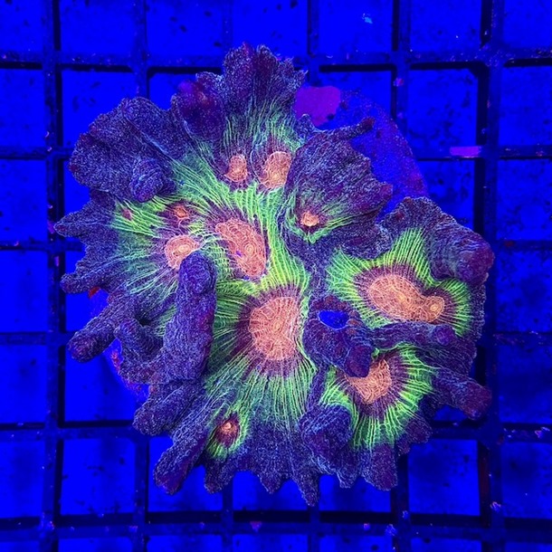 Rainbow Lettuce Coral