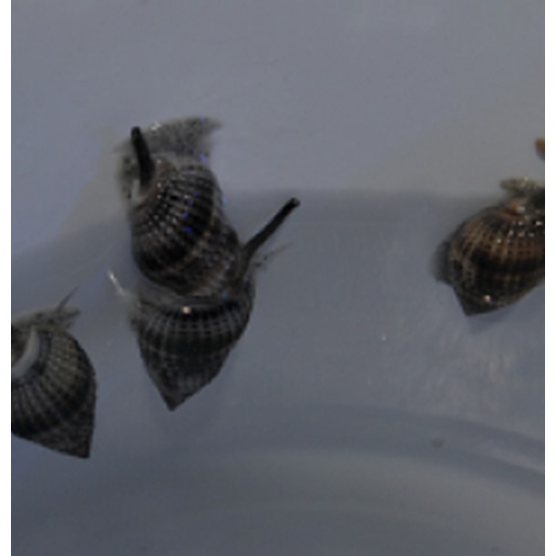 Nassarius Snail