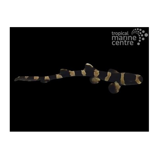 Banded Cat Shark