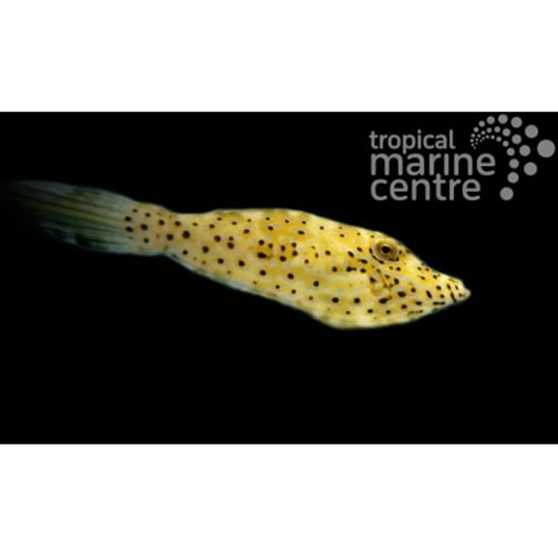 Scribbled Filefish