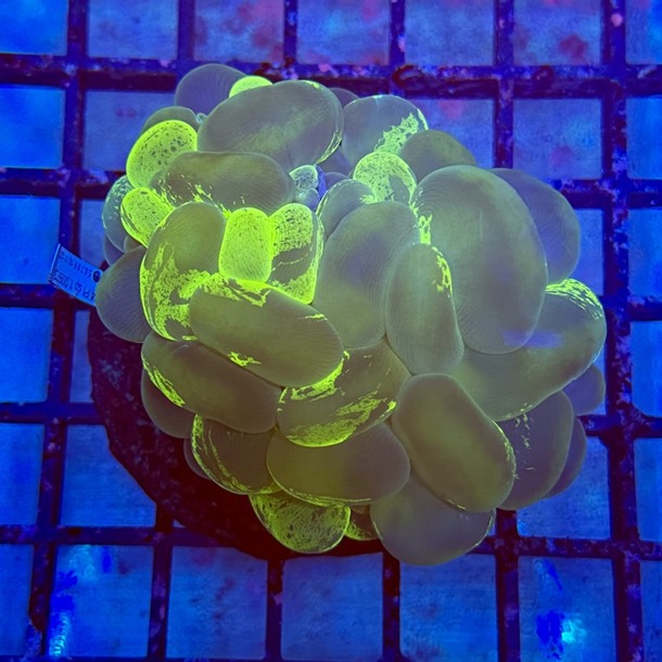Ultra Green Bubble Coral