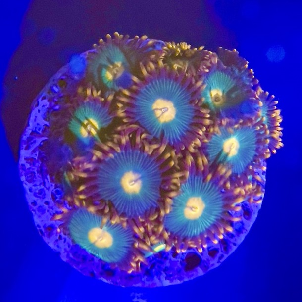 Gorilla Nipple Zoa Frags