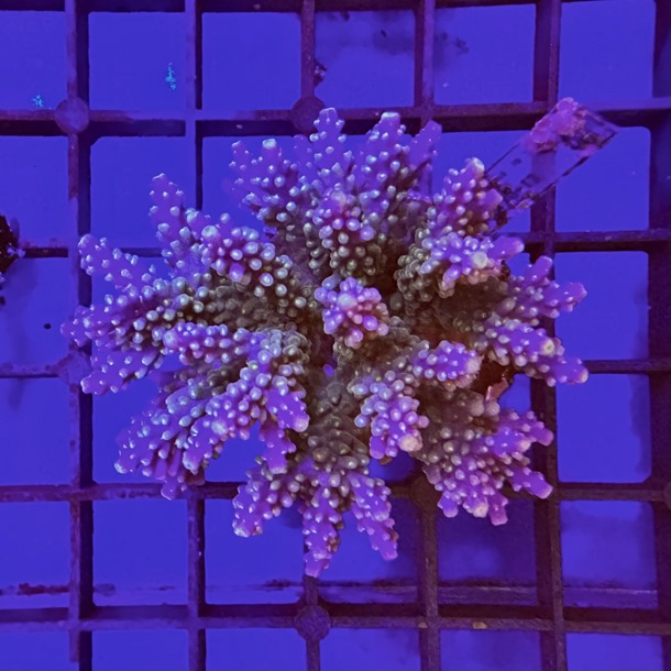 Acropora Colony