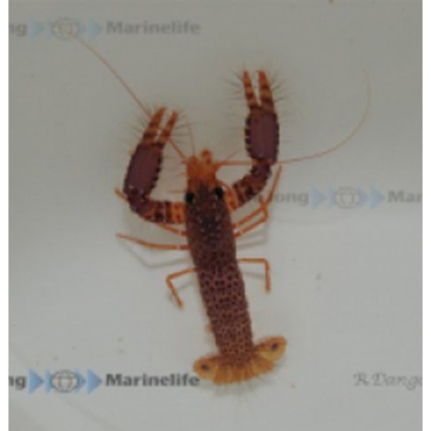 Spotted Reef Lobster