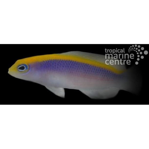 Sunrise Dottyback