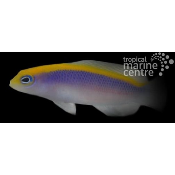 Sunrise Dottyback