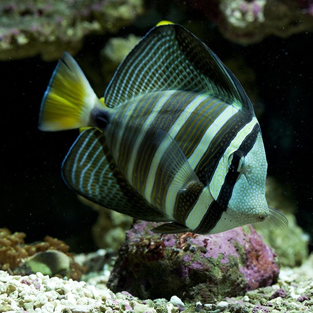 Pacific Sailfin Tang