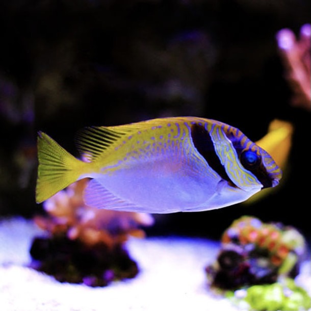 Masked Rabbitfish