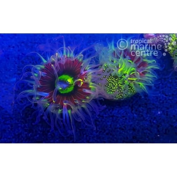 Rainbow Bottom Anemone