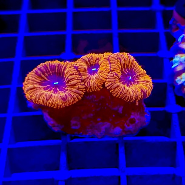 Ultra Red Blasto Colony