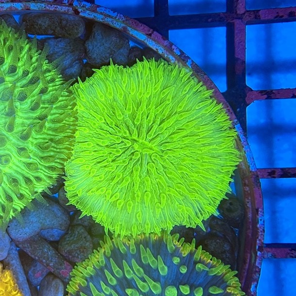 Green Plate Coral