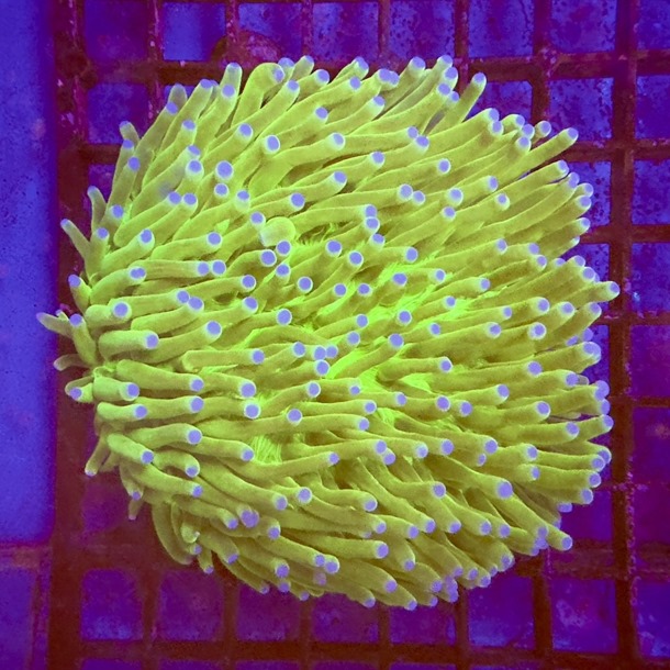 Ultra Green Long Tentacle Plate Coral