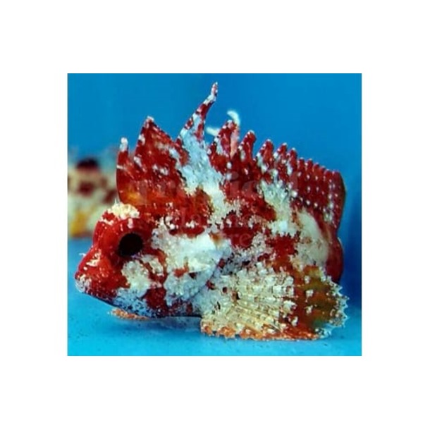 Marbled Scorpionfish