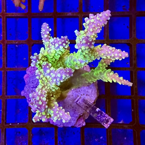 Acropora Colony