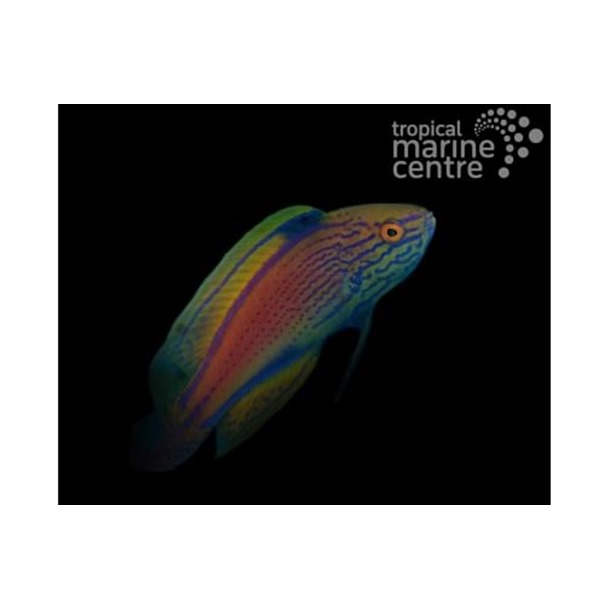 Lineatus Fairy Wrasse