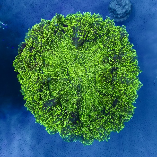 Green Acanthophyllia
