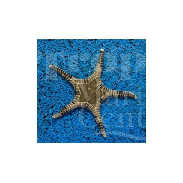 Mosaic Starfish