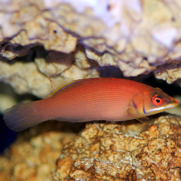 Secretive Lined Wrasse