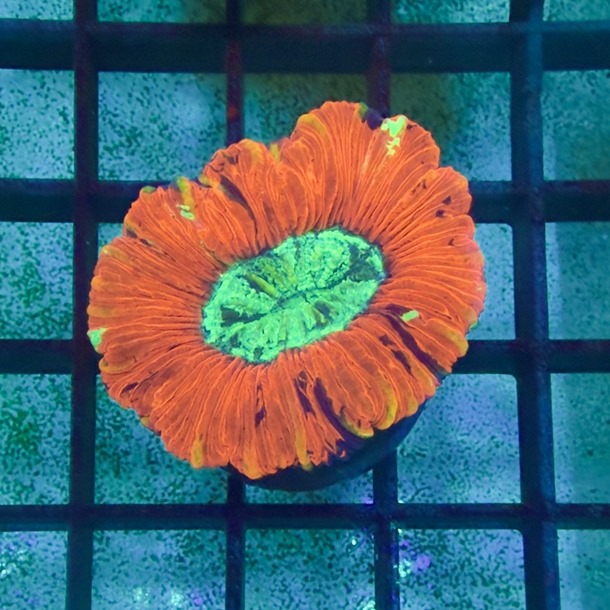 Red Trachyphyllia