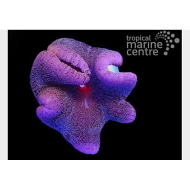 Ultra Giant Carpet Anemone