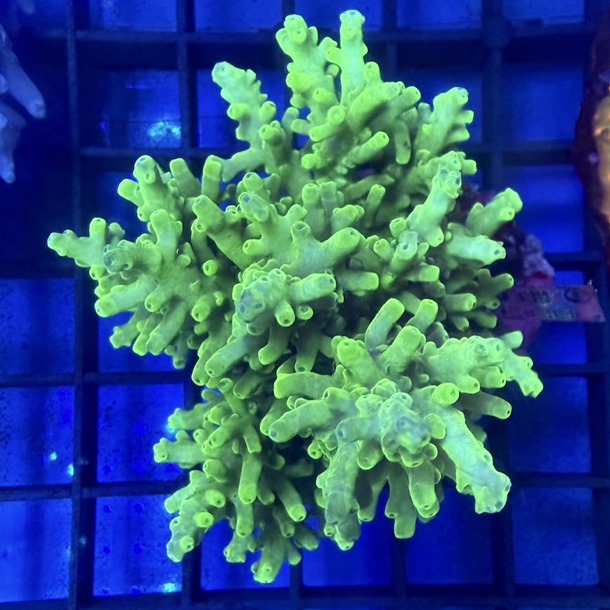 Acropora Colony