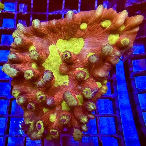 The Flash Lettuce Coral