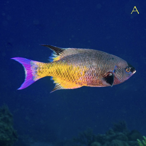 Creole Wrasse