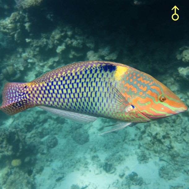 Checkerboard Wrasse