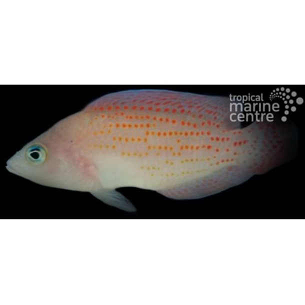 Red Spotted Dottyback