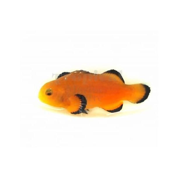 Naked Clownfish